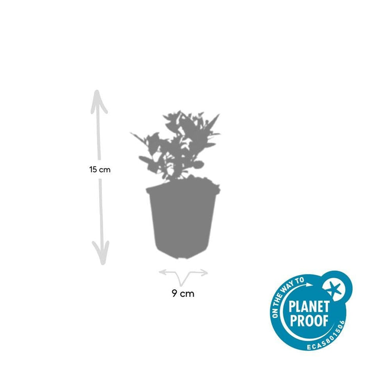 Aster ageratoides 'Stardust' - 20cm - Zimmerpflanze kaufen