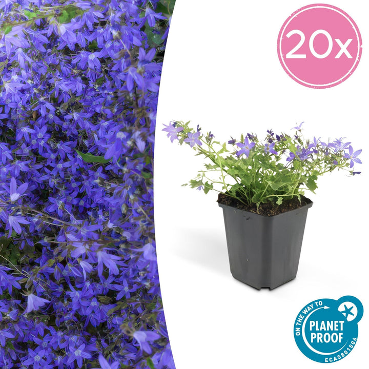 Campanula poscharskyana 'Stella' - 20cm - Acheter une plante d'intérieur