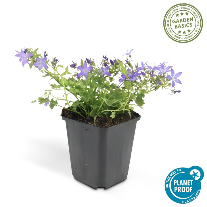 Campanula poscharskyana 'Stella' - 20cm - Acheter une plante d'intérieur