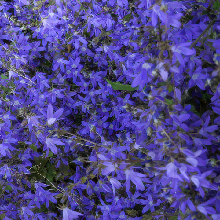 Campanula poscharskyana 'Stella' - 20cm - Acheter une plante d'intérieur