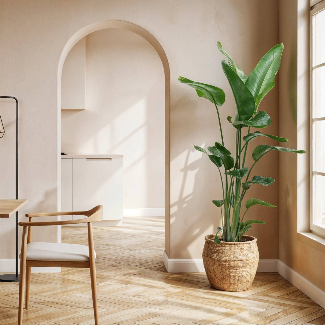 Strelitzia Nicolai - Ø24 - 170cm