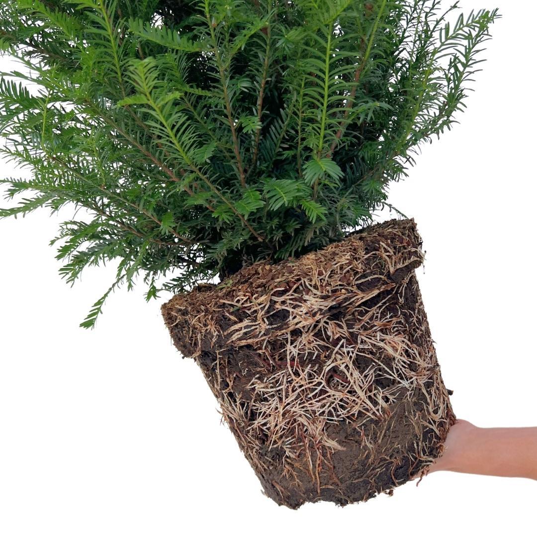 Eiben für 10 laufende Meter Hecke - 100cm