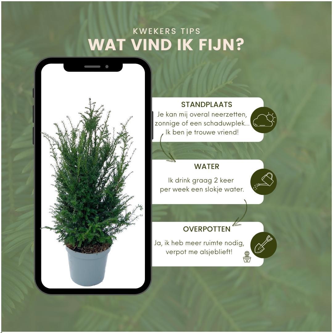 Eiben für 10 laufende Meter Hecke - 100cm