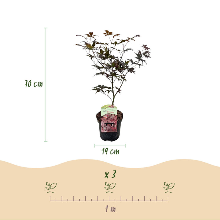 Érable japonais Bloodgood - Rouge - 70cm - Acer Palmatum Extérieur