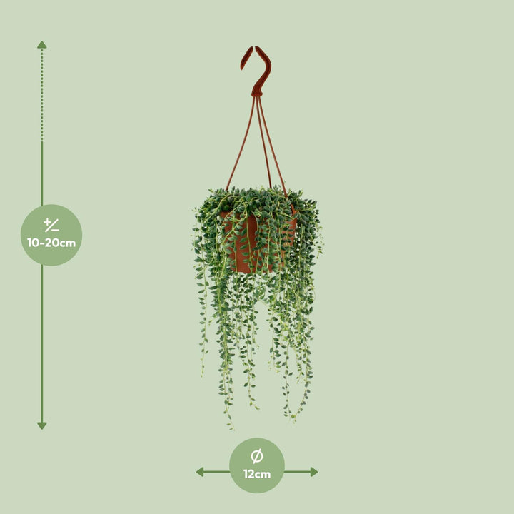 Senecio Herreianus - Ø12cm - 20cm - Sukkulente Hängepflanze