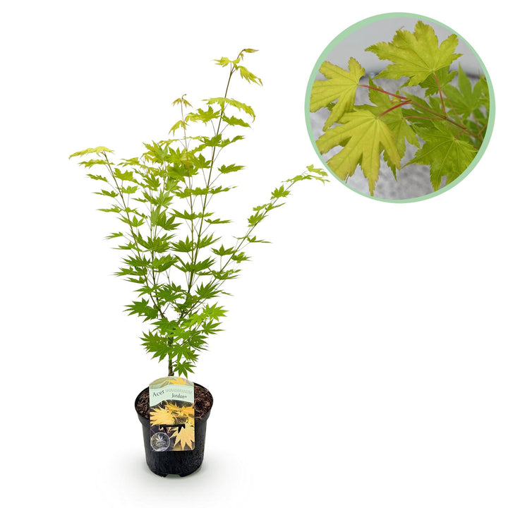 Érable japonais Jordan - Jaune - 70cm - Acer Palmatum Extérieur