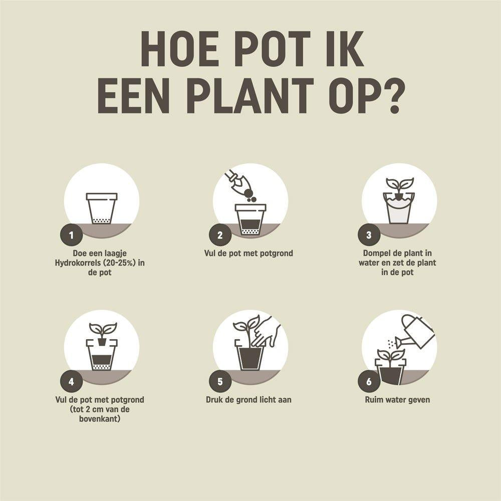 Pokon cactus & vetplant - Potgrond - 5L - Cactus Mix