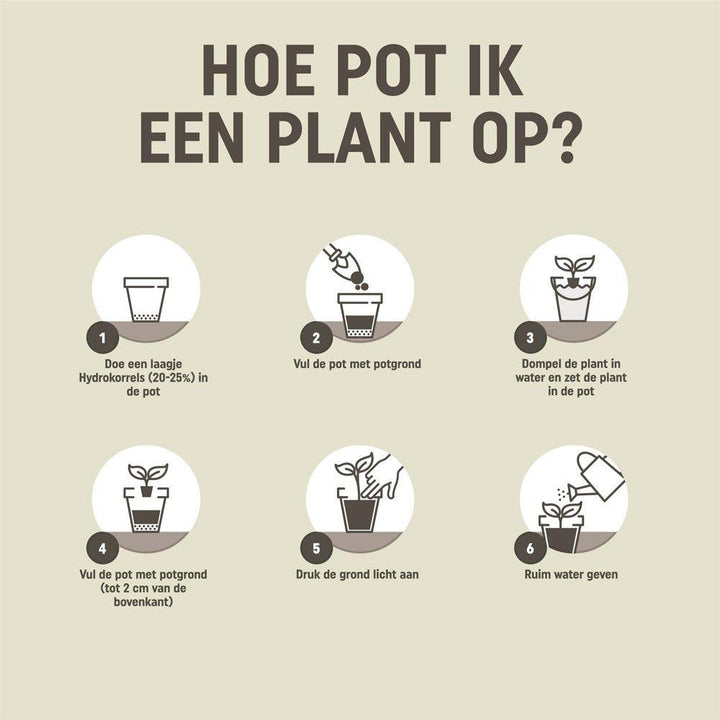 Pokon cactus & vetplant - Potgrond - 5L - Cactus Mix