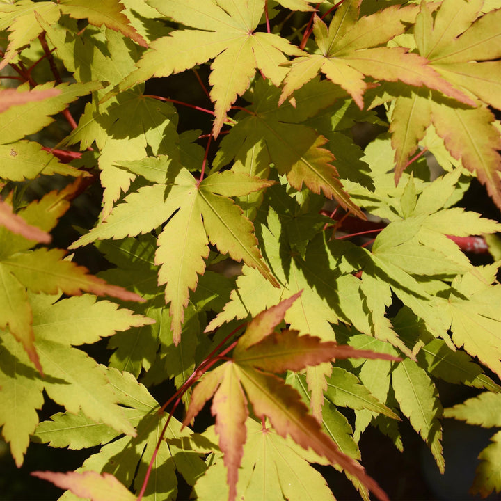 Japanse Esdoorn Summergold - Geel - 70cm - Acer Palmatum Buiten