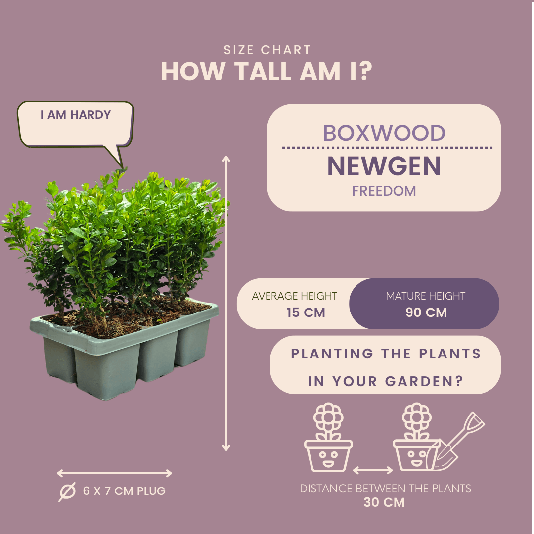 Buxus NewGen Freedom (kompakter Buchsbaum) – 15 cm – Palmbuchsbaum
