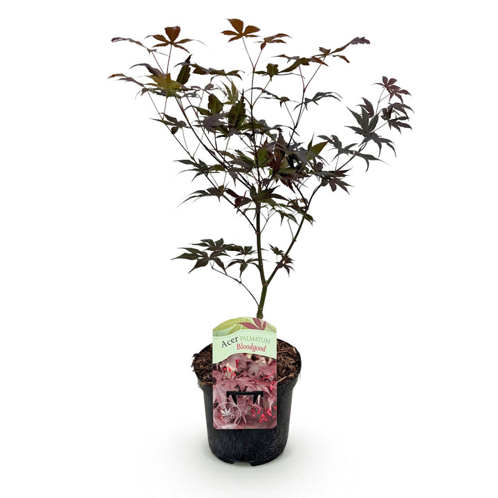 Érable japonais Bloodgood - Rouge - 70cm - Acer Palmatum Extérieur