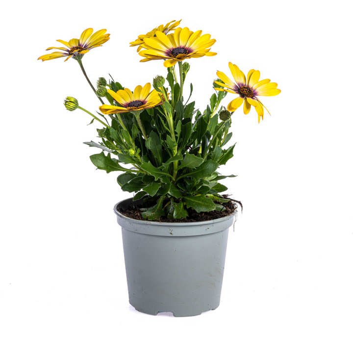Osteospermum ecklonis Mix