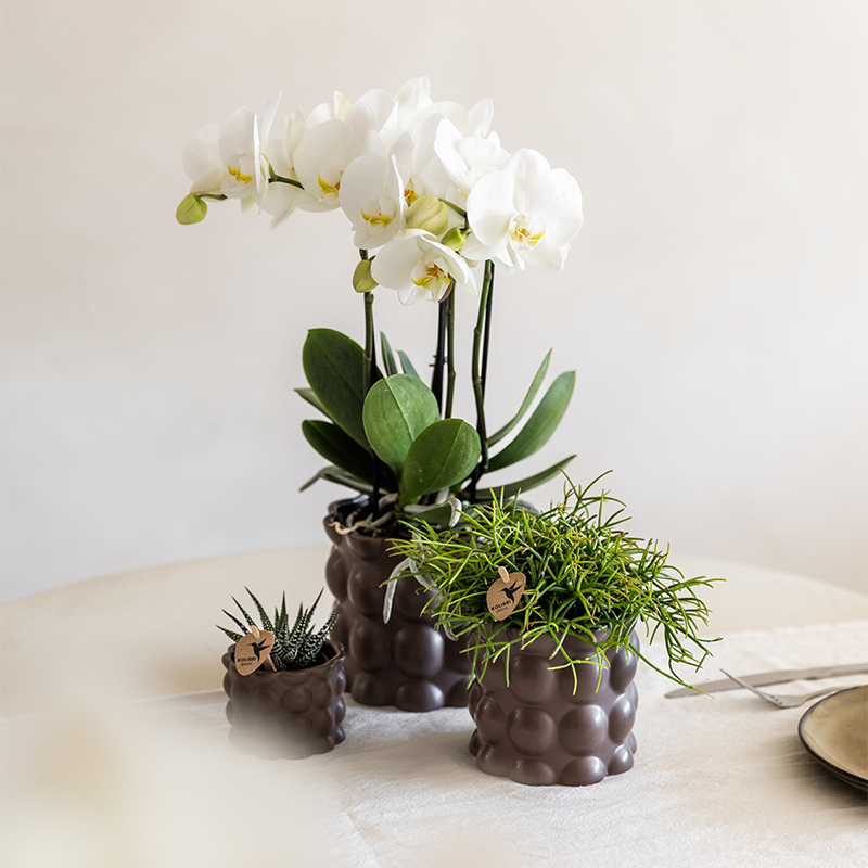 Plantenset Cotton bruin | Groene planten met witte Phalaenopsis orchidee Ghent
