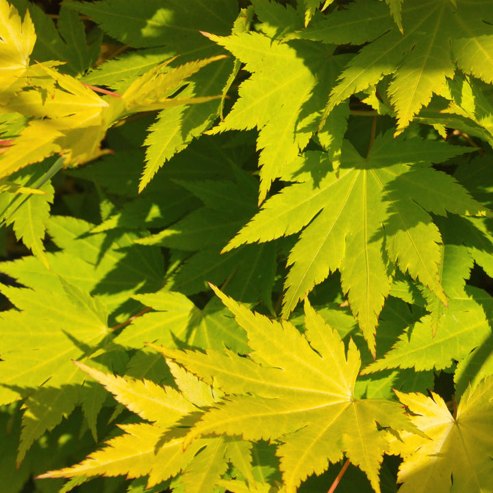 Érable japonais Jordan - Jaune - 70cm - Acer Palmatum Extérieur