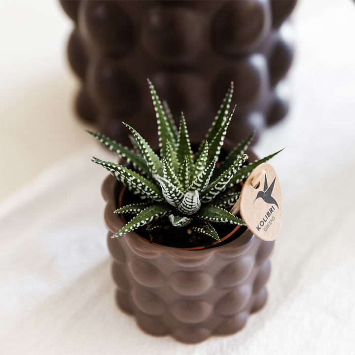 Plantenset Cotton bruin | Groene planten met witte Phalaenopsis orchidee Ghent