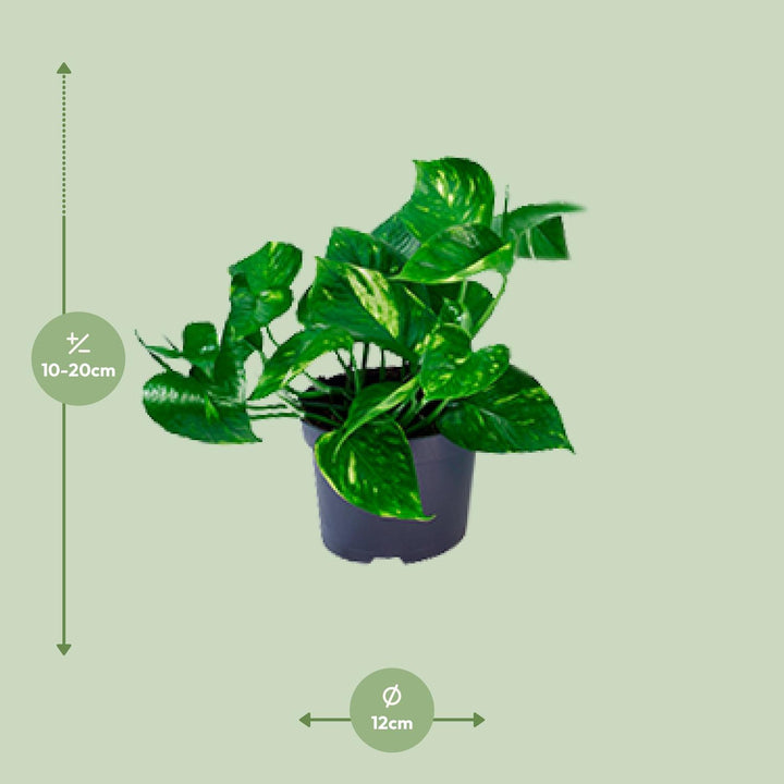 Epipremnum Aureum - Ø12cm - 20cm - Scindapsus - Scindapsus Hangplant