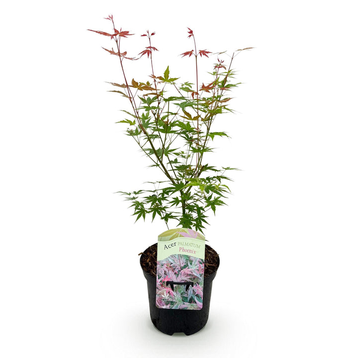 Érable japonais Phoenix - Rose - 70 cm - Dattier | Acheter