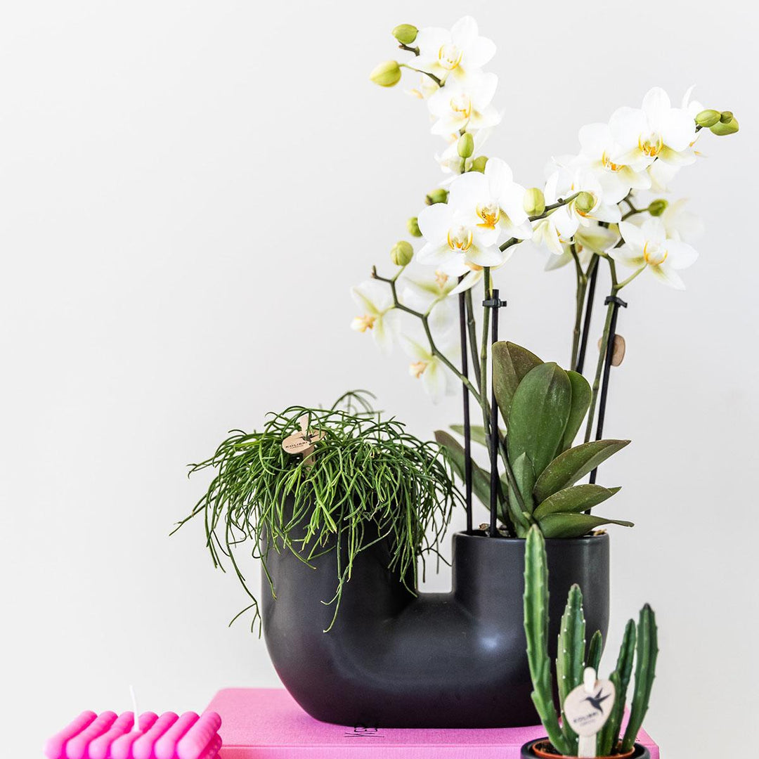 Tube sierpot - Black - Bloempot Kamerplant - Plantenpot