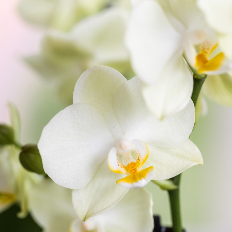 Witte orchideeënset in Luxe Diabolo Twin sierpot - Plantenpot