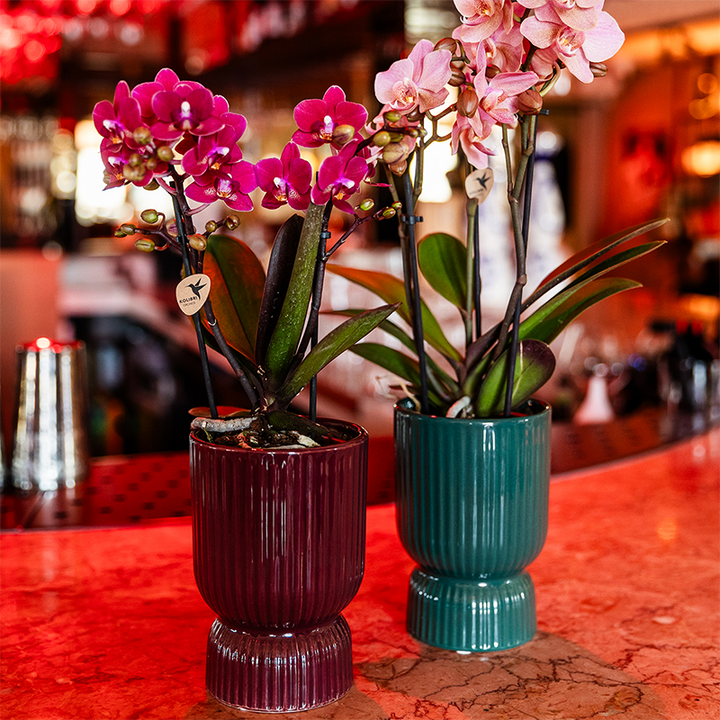 Paarse phalaenopsis orchidee