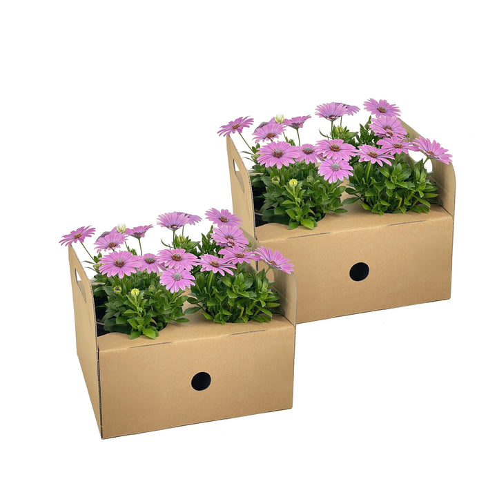 Osteospermum ecklonis Pink