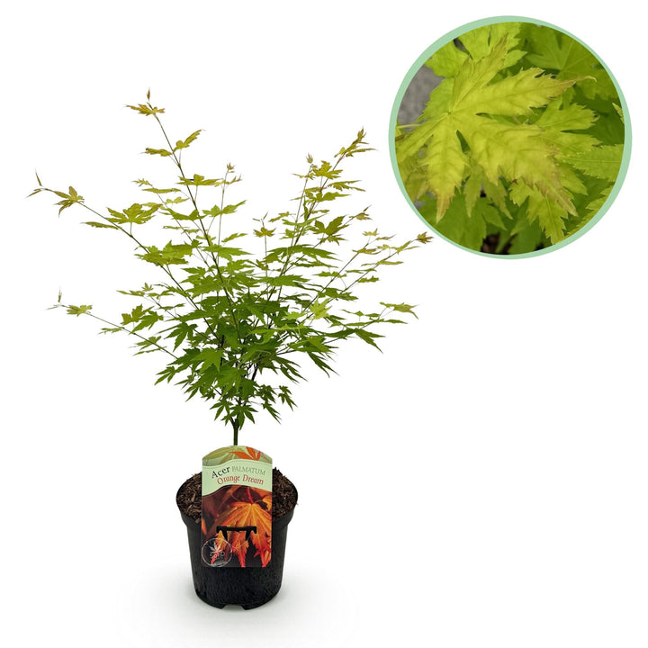 Érable du Japon Orange Dream - Orange - 70cm - Acer Palmatum Extérieur