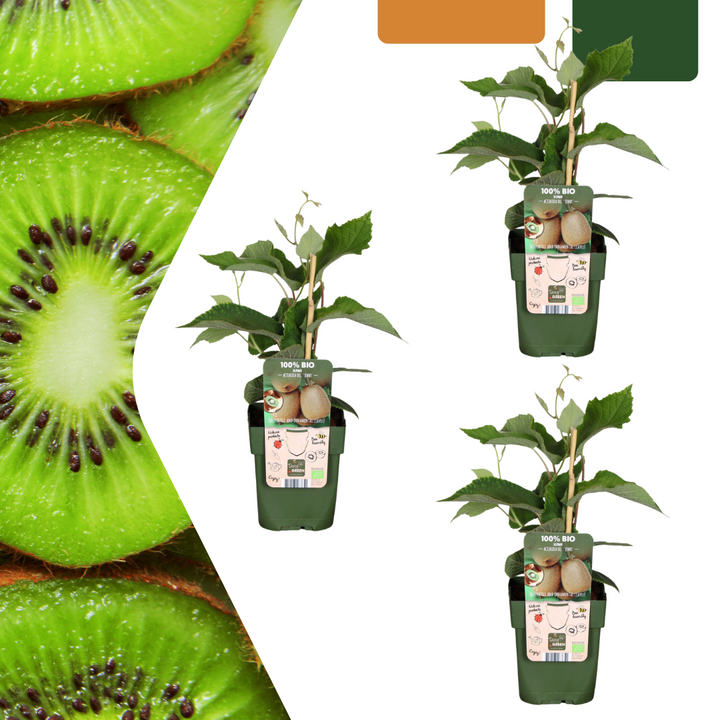 Biologische kiwiplanten - Ø 13 cm - ↨ 20 cm