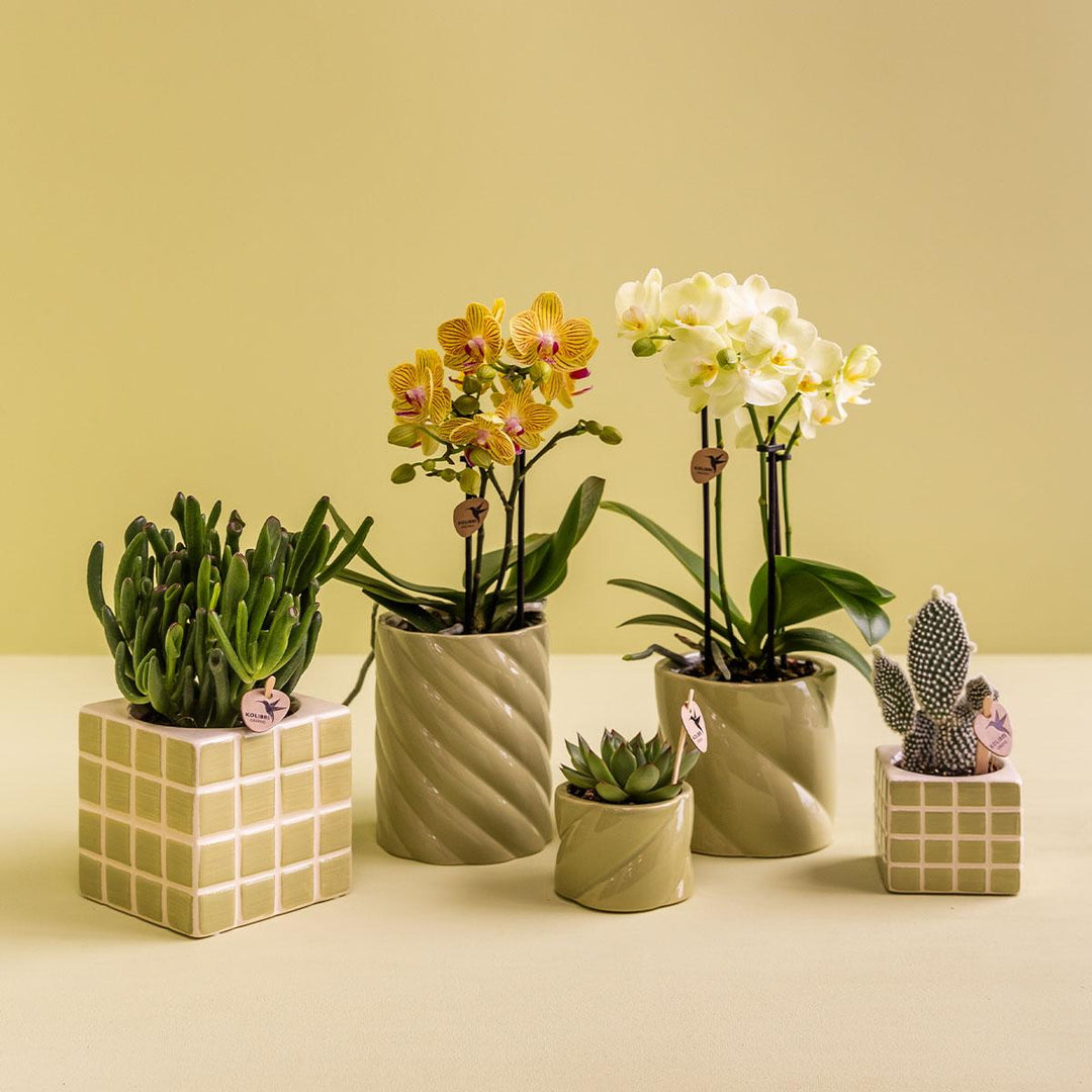 Cache-pot Candy - Vert - Ø9cm - Pot de fleurs