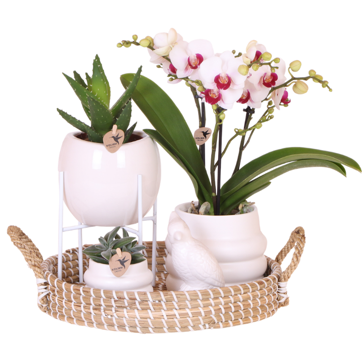 Coffret luxe | Orchidée de Gibraltar - Orchidée Phalaenopsis