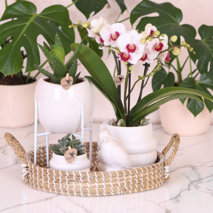 Coffret luxe | Orchidée de Gibraltar - Orchidée Phalaenopsis