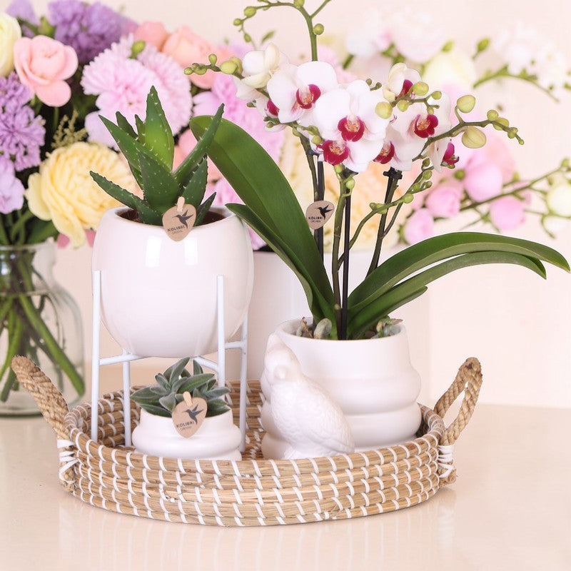 Coffret luxe | Orchidée de Gibraltar - Orchidée Phalaenopsis