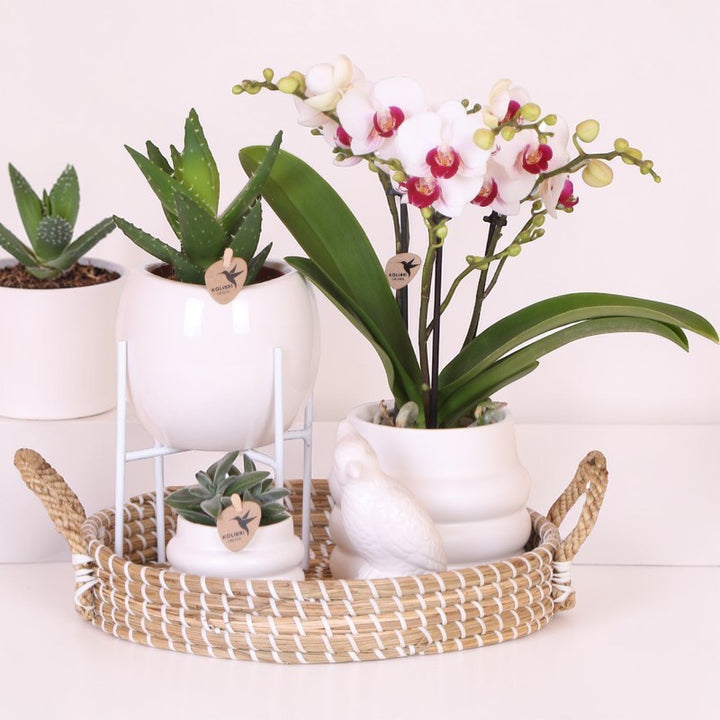 Coffret luxe | Orchidée de Gibraltar - Orchidée Phalaenopsis