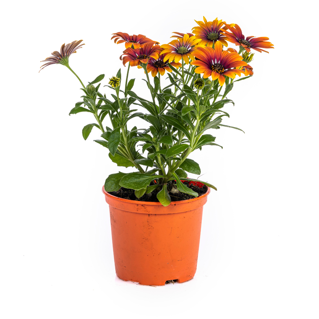 Osteospermum ecklonis Mix