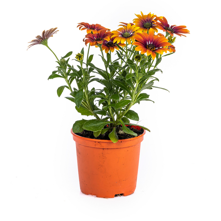 Osteospermum ecklonis Mix