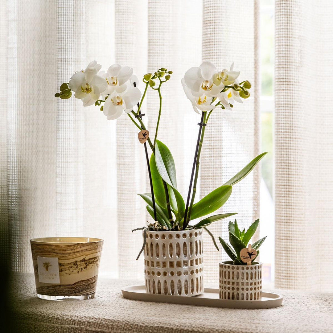 Pflanzenset Le Chic klein | Weiße Phalaenopsis Orchidee Amabilis und