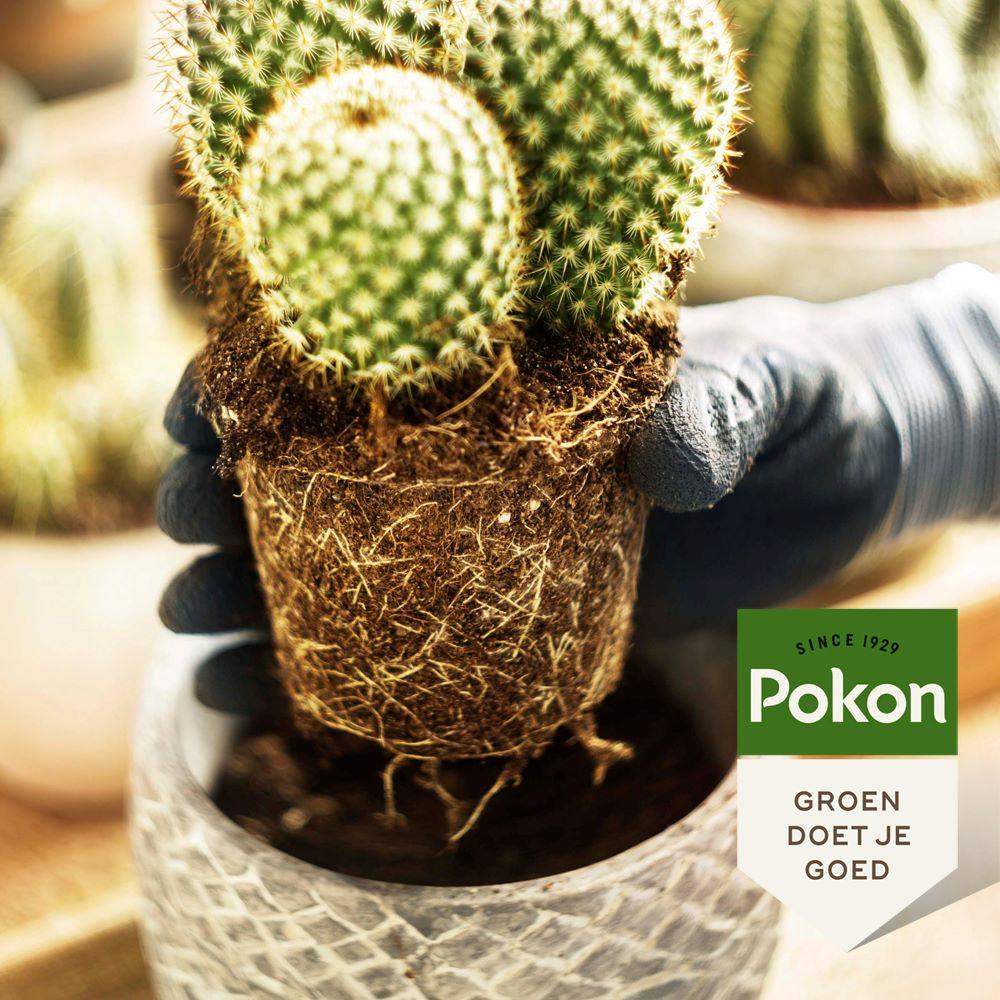 Pokon cactus & vetplant - Potgrond - 5L - Cactus Mix