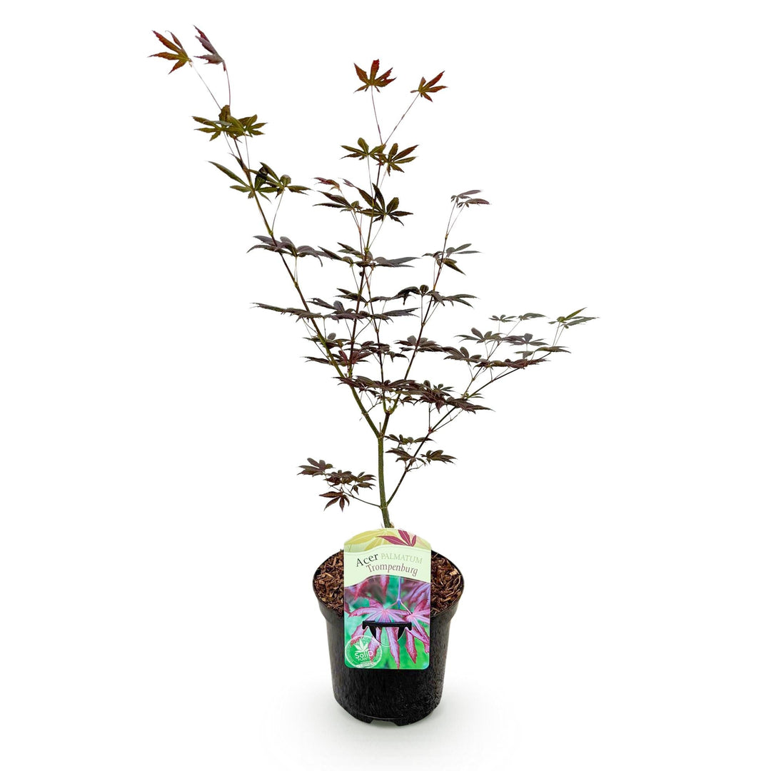 Japanischer Ahorn Trompenburg - Dunkelviolett - 70cm | Kaufen