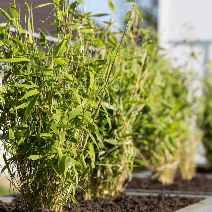 6x Fargesia Rufa - 25cm - Bamboe - Tuinbamboe Winterhard