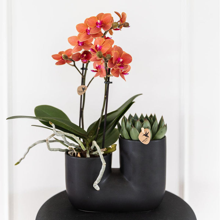 Tube sierpot - Black - Bloempot Kamerplant - Plantenpot