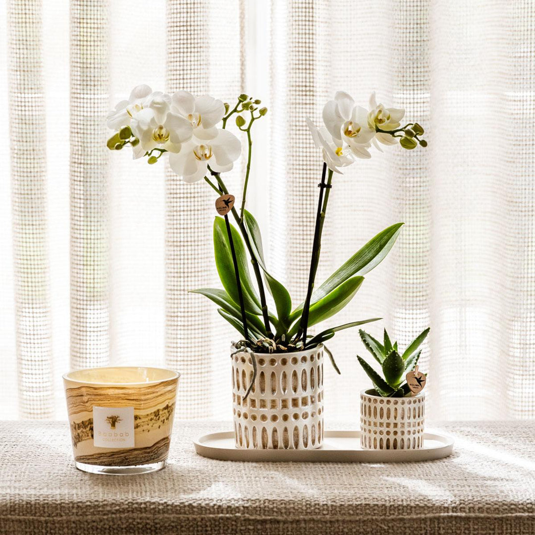 Pflanzenset Le Chic klein | Weiße Phalaenopsis Orchidee Amabilis und