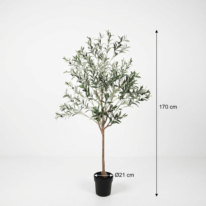 Olijfboom - 170cm - Buiten & interieur