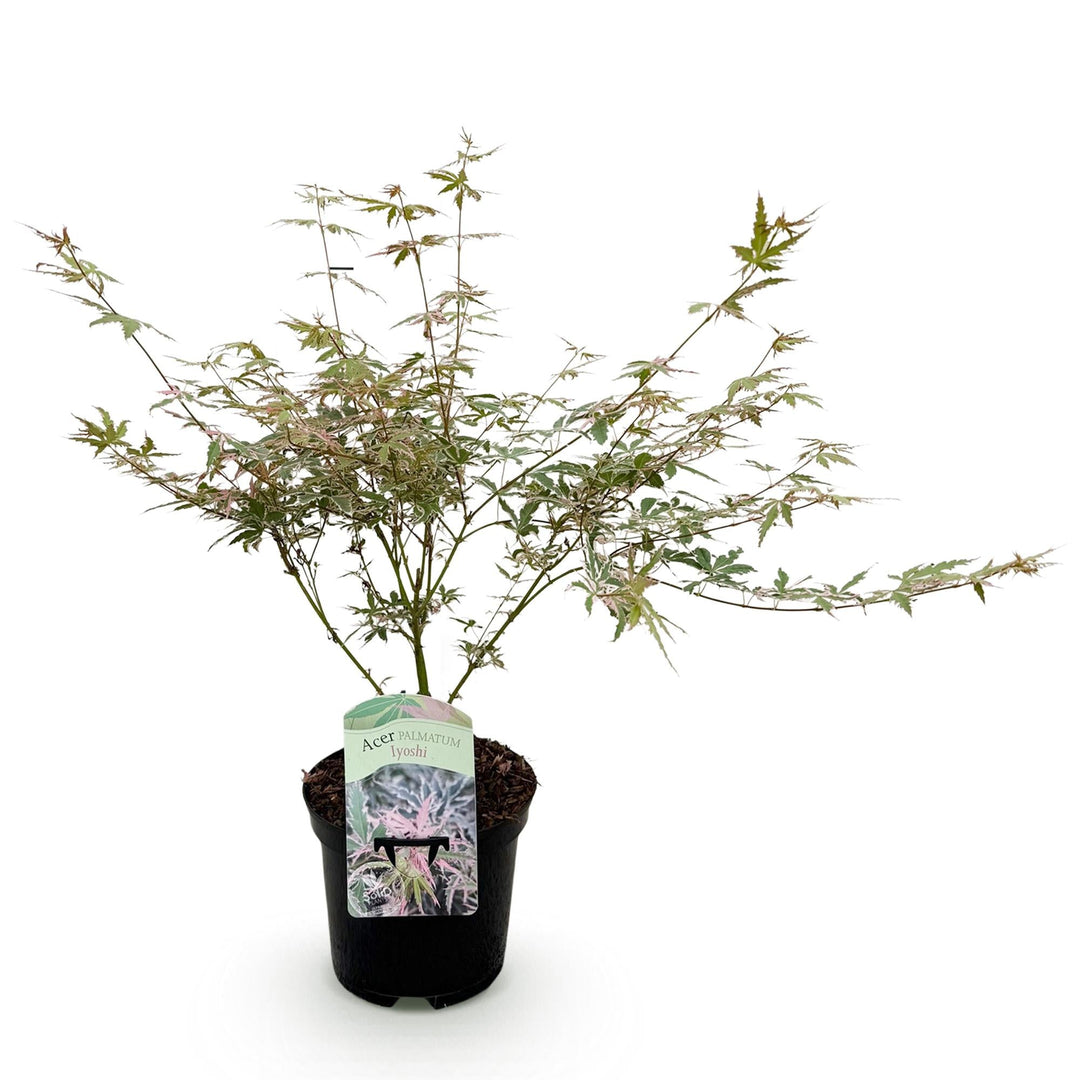 Japanischer Ahorn Lyoshi - Rosa - 70cm - Acer Palmatum Outdoor