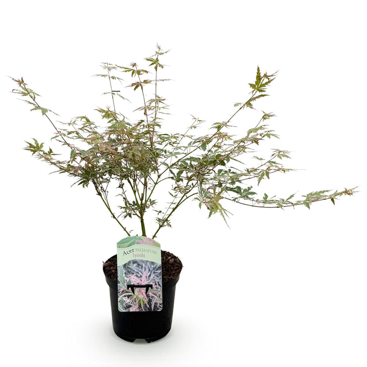 Japanischer Ahorn Lyoshi - Rosa - 70cm - Acer Palmatum Outdoor