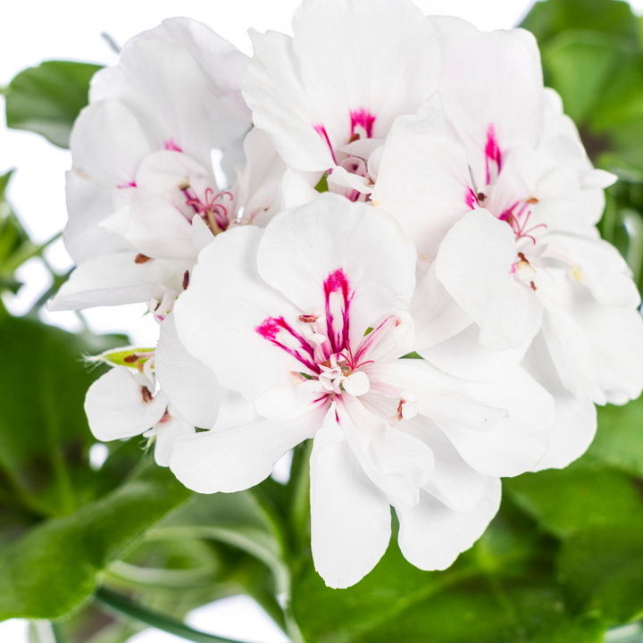 Pelargonium peltatum - Weiß