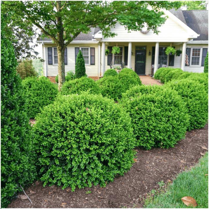Buxus NewGen Freedom (kompakter Buchsbaum) – 15 cm – Palmbuchsbaum