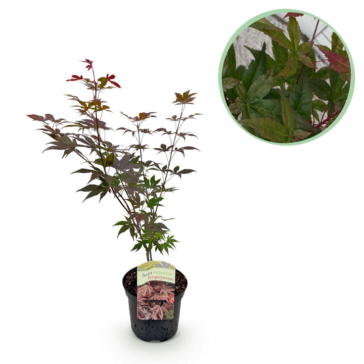 Japanischer Fächerahorn Atropurpureum - Lila - 70cm - Acer Palmatum Outdoor