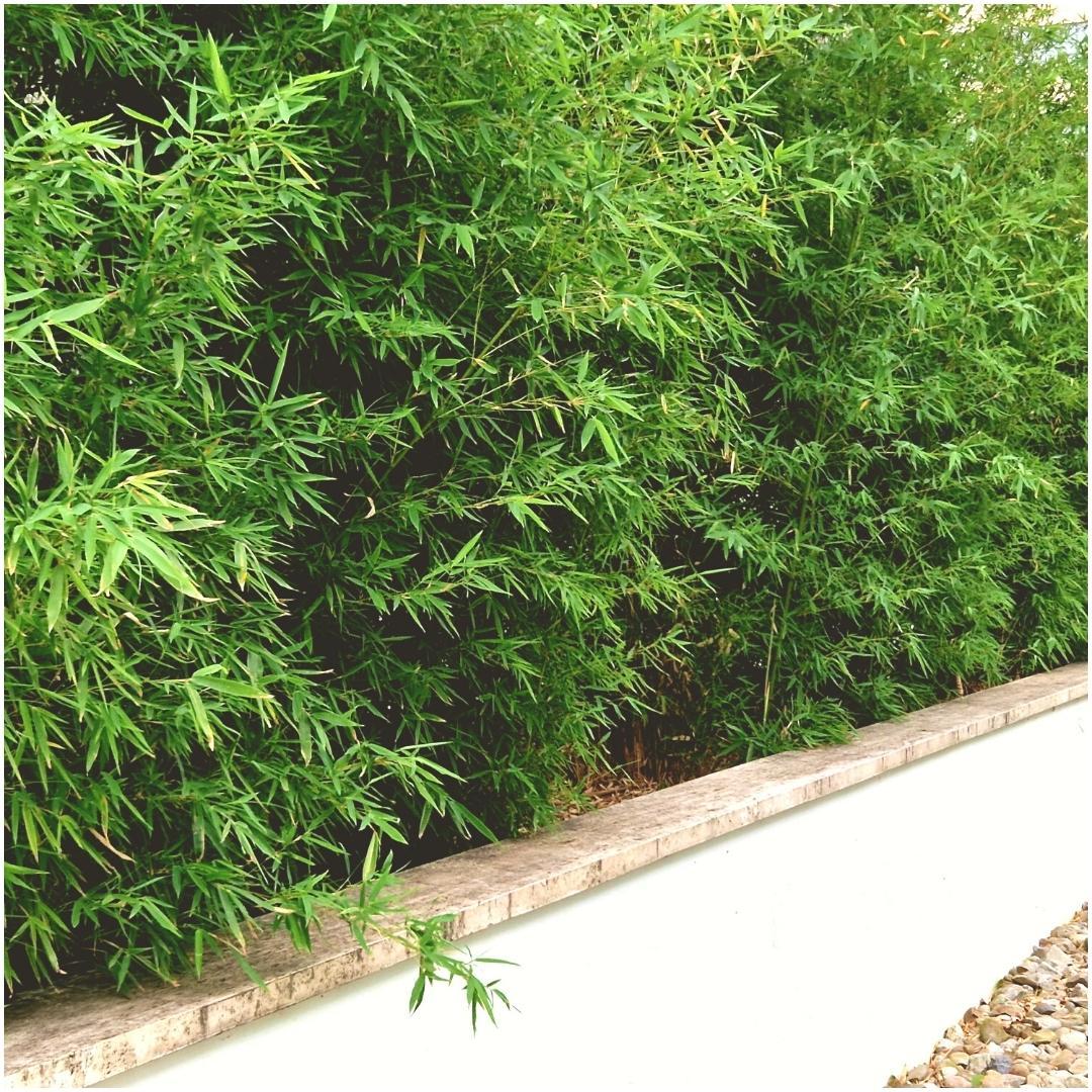 6x Fargesia Rufa - 25cm - Bamboe - Tuinbamboe Winterhard