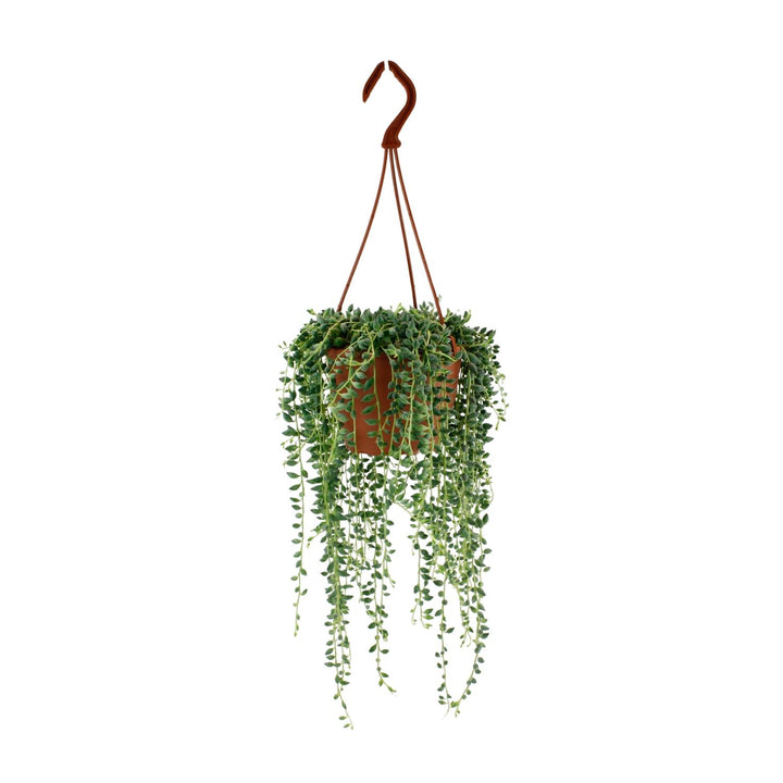 Senecio Herreianus - Ø12cm - 20cm - Sukkulente Hängepflanze