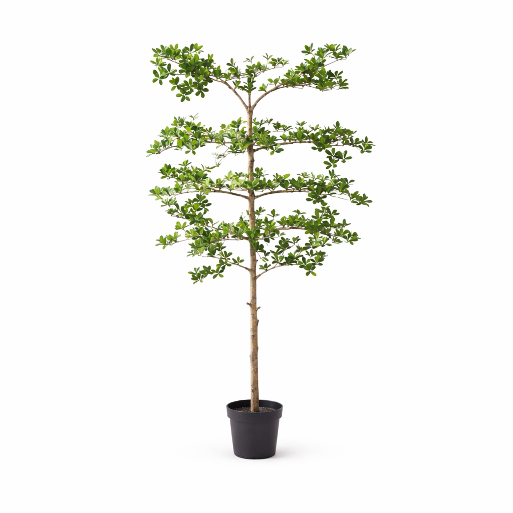 Bucida – 200 cm – Kunstpflanze – Unechte Pflanze Interieur | Kaufen