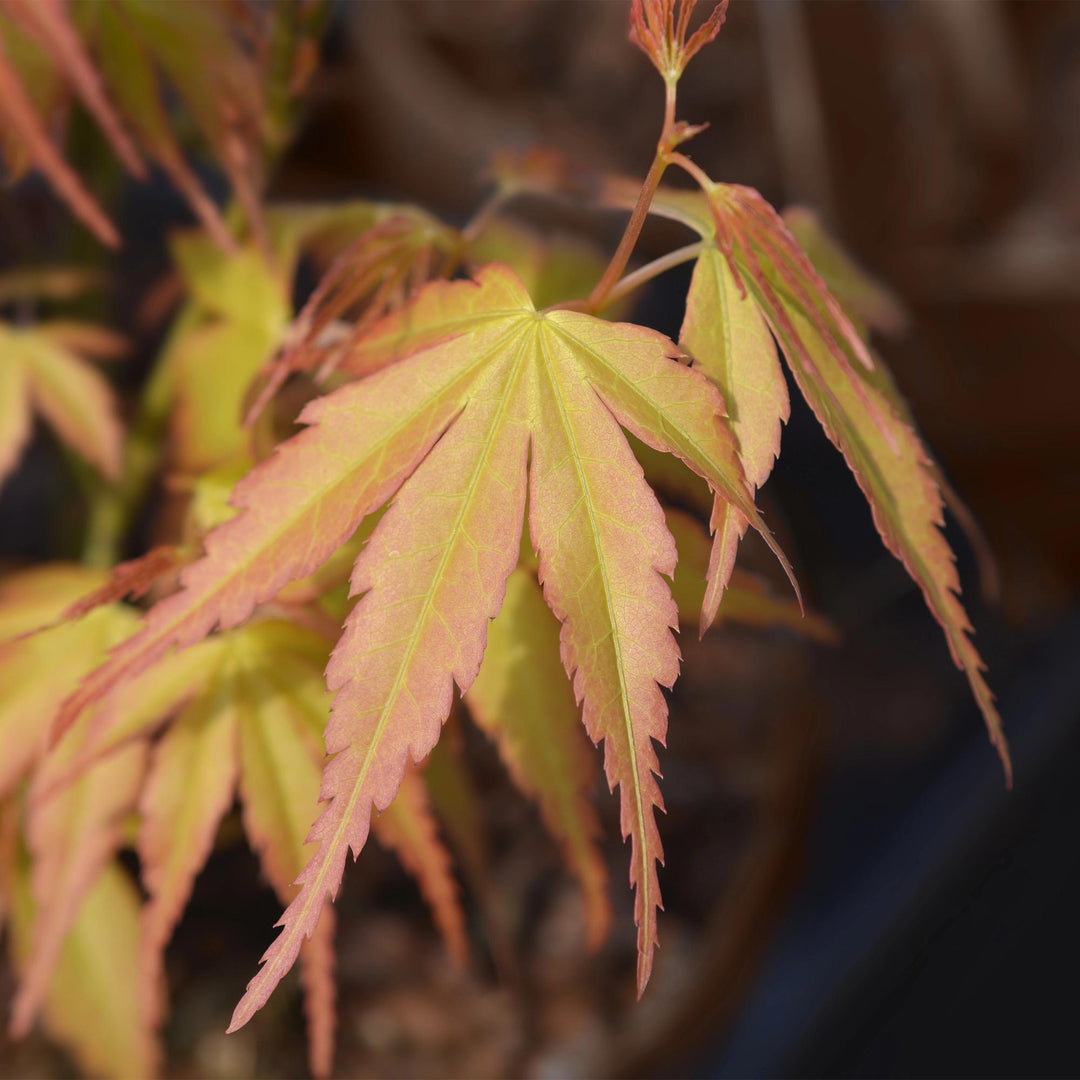 Japanischer Ahorn Katsura - Orange - 70cm - Acer Palmatum Außen
